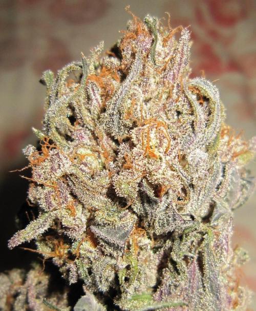 💪🔥⚡ Hulk OG - by IZI. Week 23 - Lots of color in that bud.