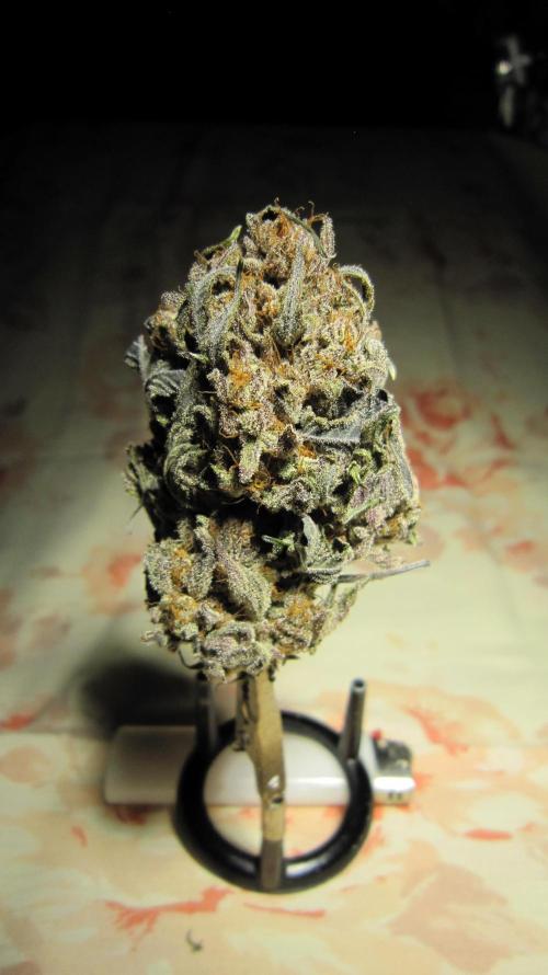 💪🔥⚡ Hulk OG - by IZI. Week 23 - Got a good buzz