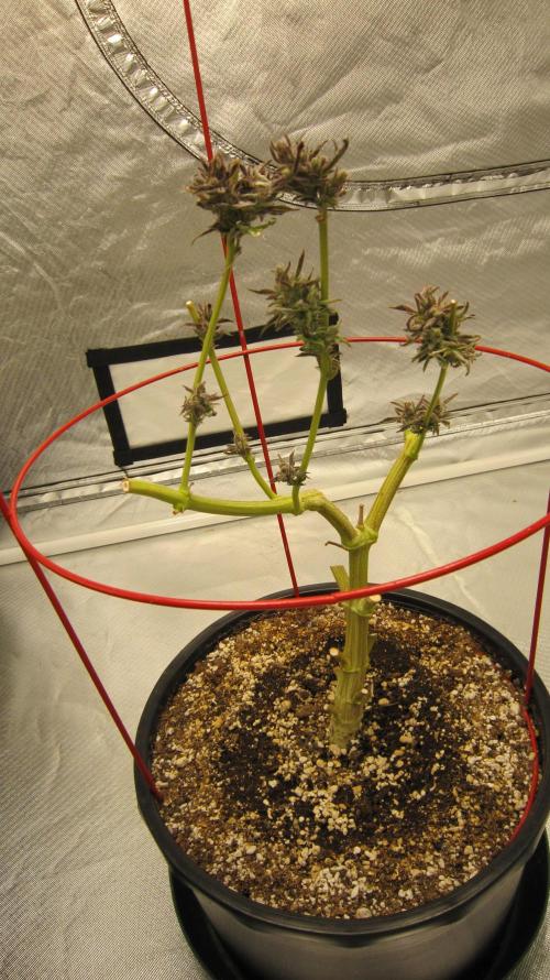💪🔥⚡ Hulk OG - by IZI. Week 23 - Reveging for clones. Hope I left enough greenery on to reveg. Should be OK.