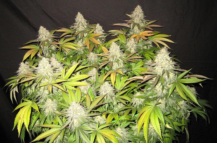 🍋 Lemon 🍊 Mandarin 😎 🤗 🤩. Week 23 - Plant #1 - Right out of the tent - Fanleaves still on.