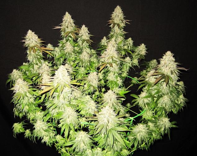 🍋 Lemon 🍊 Mandarin 😎 🤗 🤩. Week 23 - Plant #1 - Fanleaves taken off.