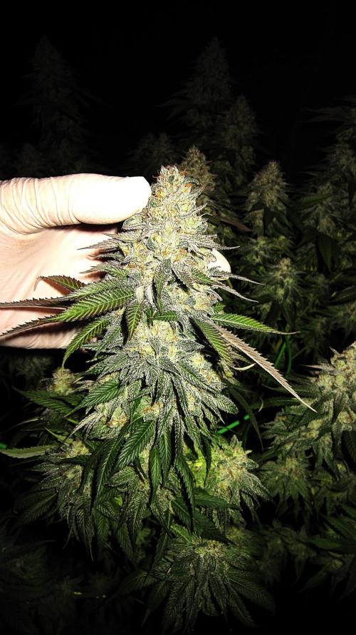 🍋 Lemon 🍊 Mandarin 😎 🤗 🤩. Week 23 - Plant #1