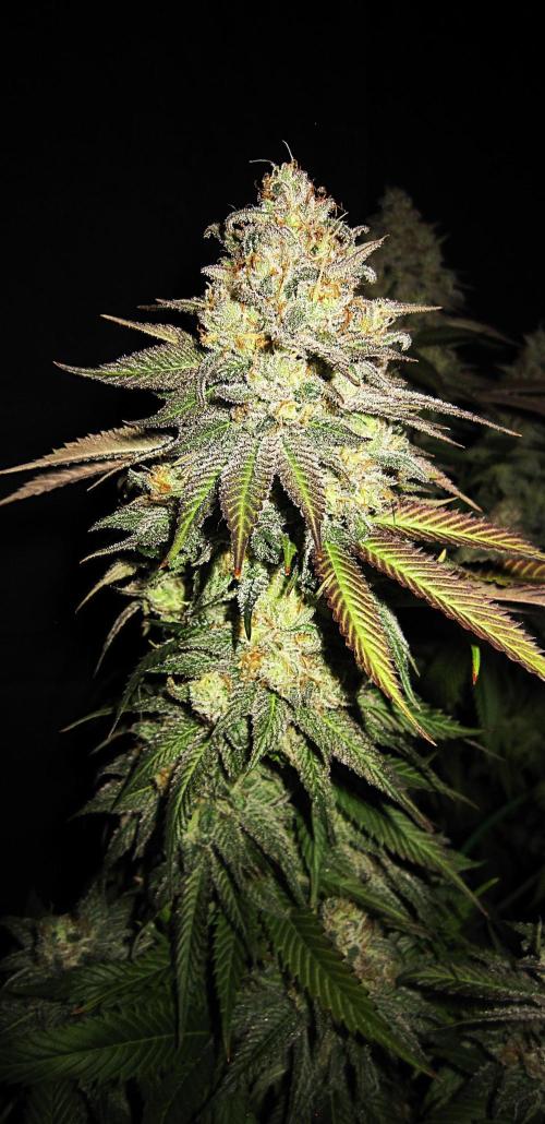 🍋 Lemon 🍊 Mandarin 😎 🤗 🤩. Week 23 - Plant #1