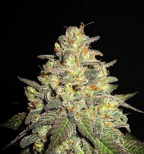 🍋 Lemon 🍊 Mandarin 😎 🤗 🤩. Week 23 - Plant #1