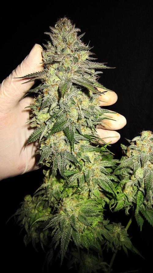 🍋 Lemon 🍊 Mandarin 😎 🤗 🤩. Week 23 - Plant #1