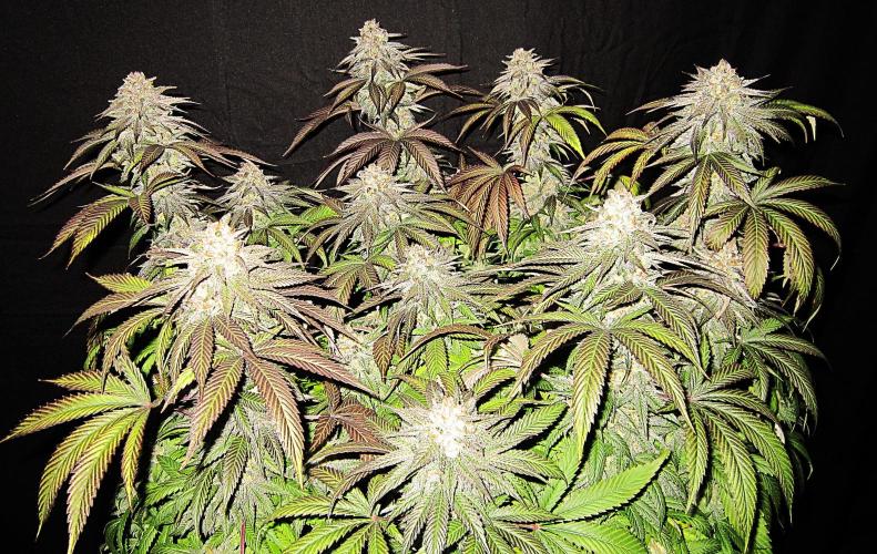 🍋 Lemon 🍊 Mandarin 😎 🤗 🤩. Week 23 - Plant #2 - Right out of the tent - Fanleaves on