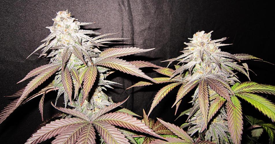 🍋 Lemon 🍊 Mandarin 😎 🤗 🤩. Week 23 - Plant #2