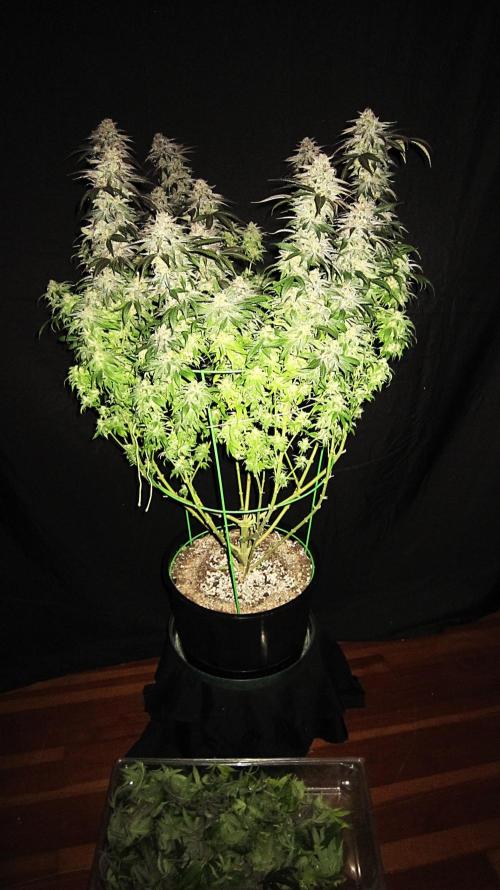 🍋 Lemon 🍊 Mandarin 😎 🤗 🤩. Week 23 - Plant #2 Fan leaves Off