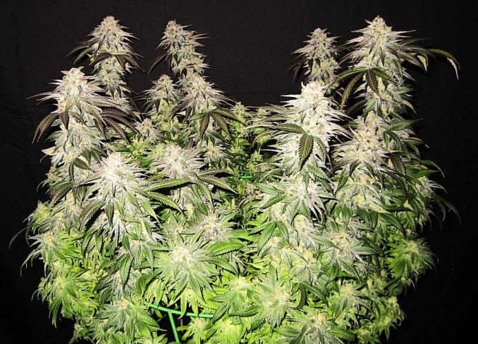 🍋 Lemon 🍊 Mandarin 😎 🤗 🤩. Week 23 - Plant #2