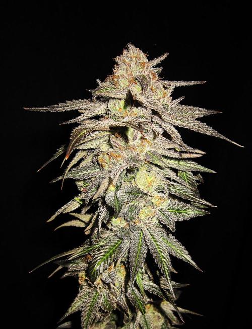 🍋 Lemon 🍊 Mandarin 😎 🤗 🤩. Week 23 - Plant #2