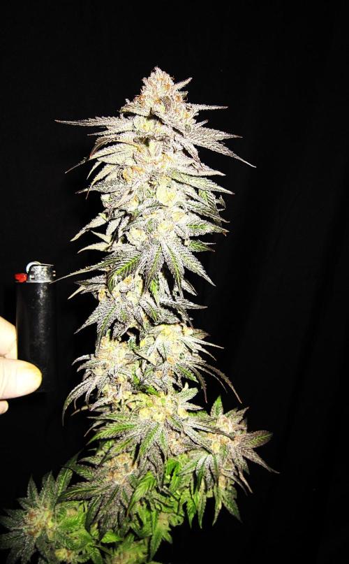 🍋 Lemon 🍊 Mandarin 😎 🤗 🤩. Week 23 - Plant #2