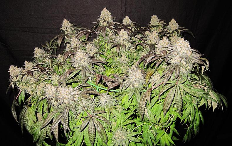 🍋 Lemon 🍊 Mandarin 😎 🤗 🤩. Week 23 - Plant #3 - Fanleaves on