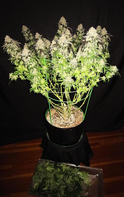 🍋 Lemon 🍊 Mandarin 😎 🤗 🤩. Week 23 - Plant #3 - Fanleaves off