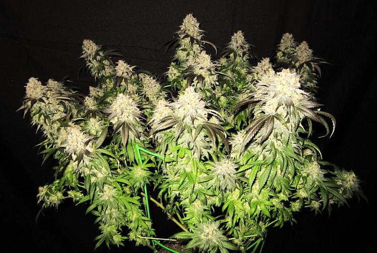 🍋 Lemon 🍊 Mandarin 😎 🤗 🤩. Week 23 - Plant #3