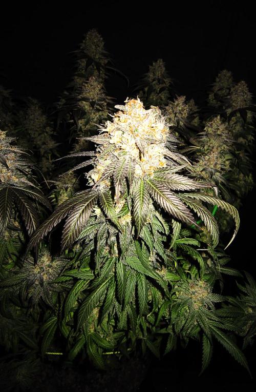 🍋 Lemon 🍊 Mandarin 😎 🤗 🤩. Week 23 - Plant #3