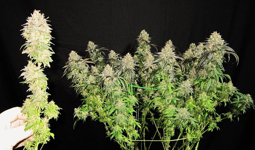 🍋 Lemon 🍊 Mandarin 😎 🤗 🤩. Week 23 - Plant #3