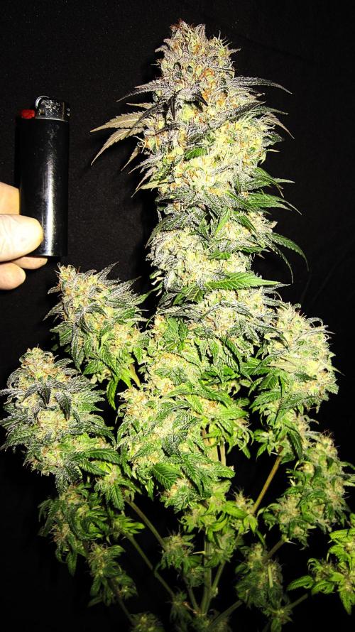 🍋 Lemon 🍊 Mandarin 😎 🤗 🤩. Week 23 - Plant #3