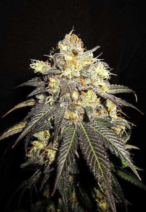 🍋 Lemon 🍊 Mandarin 😎 🤗 🤩. Week 23 - Plant #3