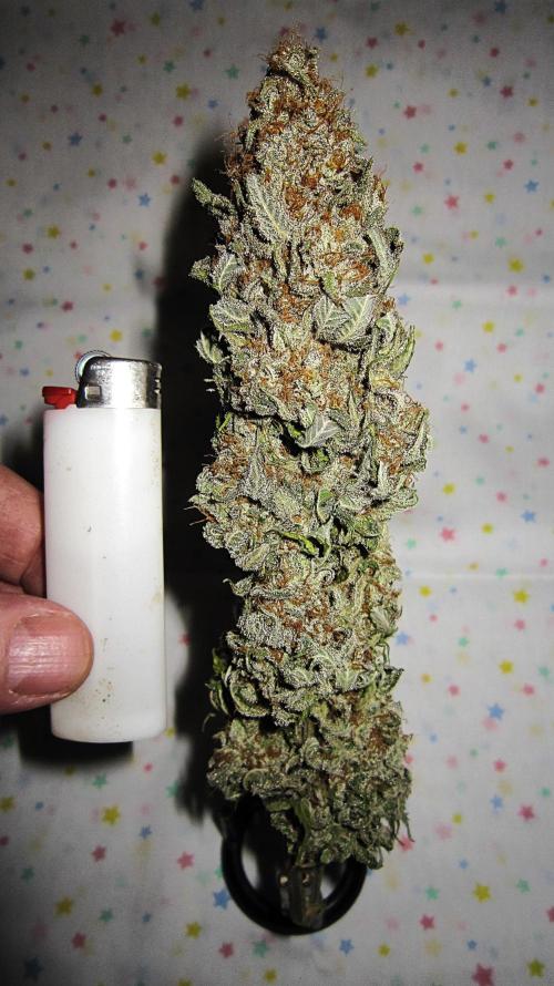 🍋 Lemon 🍊 Mandarin 😎 🤗 🤩. Week 23 - Plant #1 - Dry