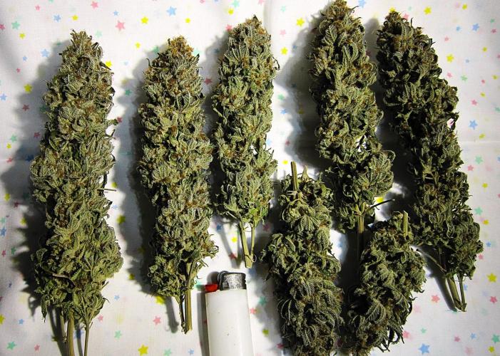 🍋 Lemon 🍊 Mandarin 😎 🤗 🤩. Week 23 - Plant #1 - Dry