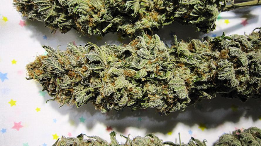 🍋 Lemon 🍊 Mandarin 😎 🤗 🤩. Week 23 - Plant #1 - Dry