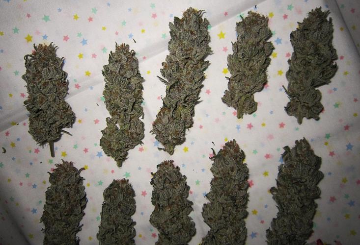 🍋 Lemon 🍊 Mandarin 😎 🤗 🤩. Week 23 - Plant #2 - Dry