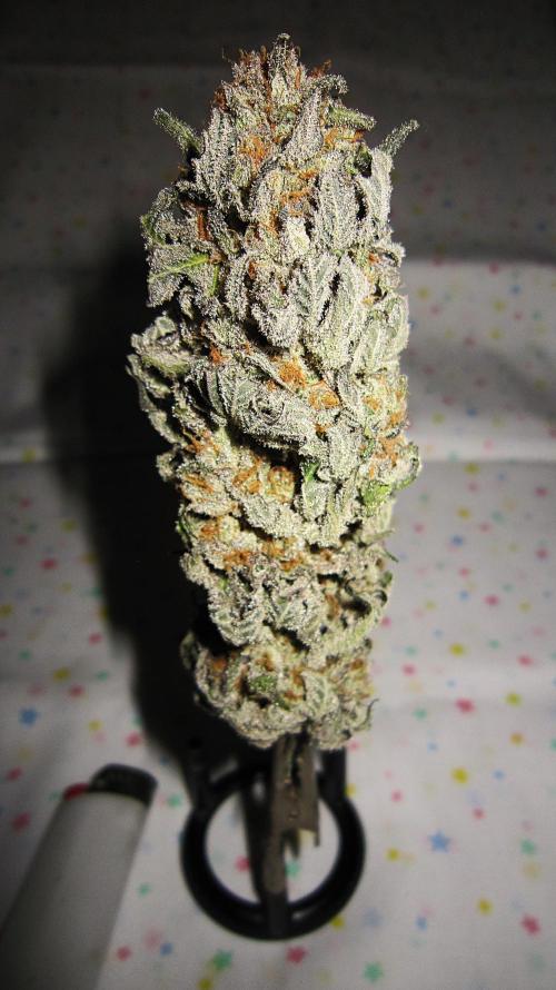 🍋 Lemon 🍊 Mandarin 😎 🤗 🤩. Week 23 - Plant #2 - Dry