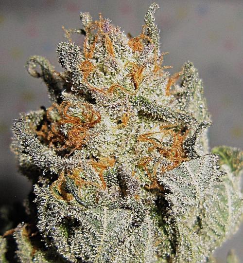 🍋 Lemon 🍊 Mandarin 😎 🤗 🤩. Week 23 - Plant #2 - Dry