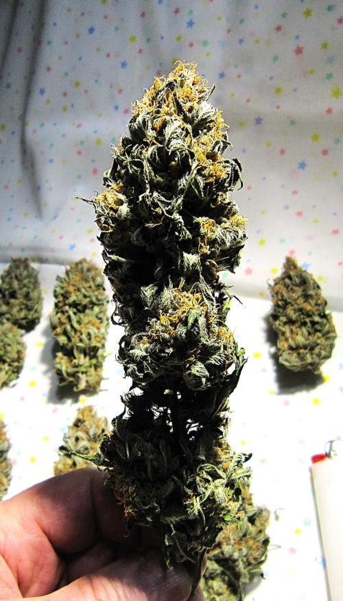 🍋 Lemon 🍊 Mandarin 😎 🤗 🤩. Week 23 - Plant #3 - Dry
