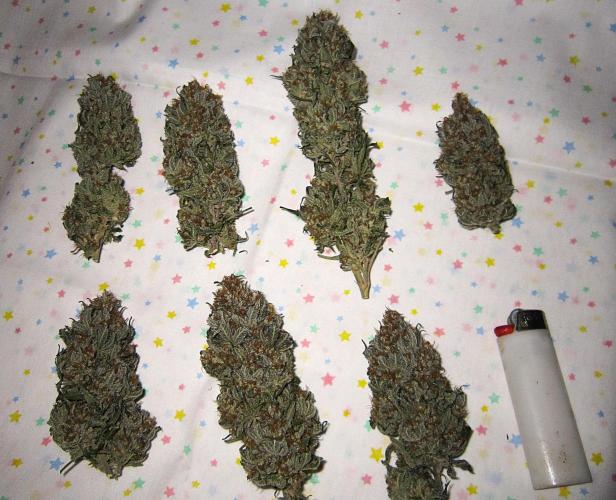 🍋 Lemon 🍊 Mandarin 😎 🤗 🤩. Week 23 - Plant #3 - Dry