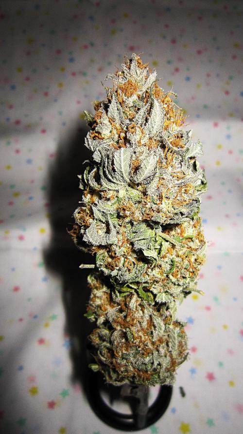 🍋 Lemon 🍊 Mandarin 😎 🤗 🤩. Week 23 - Plant #3 - Dry
