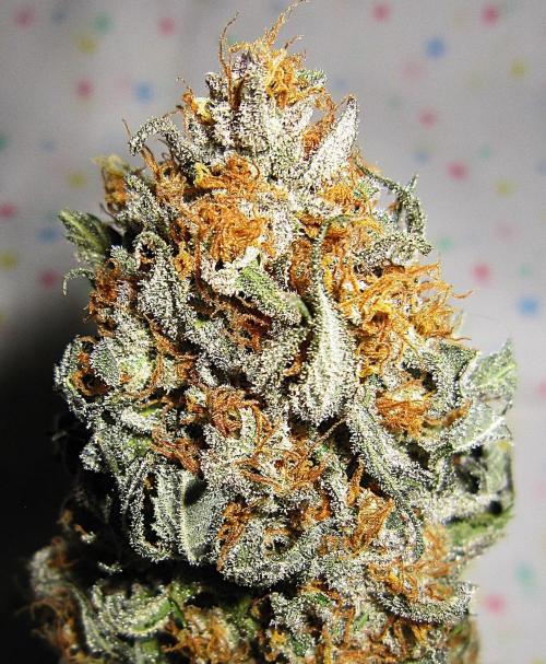 🍋 Lemon 🍊 Mandarin 😎 🤗 🤩. Week 23 - Plant #3 - Dry