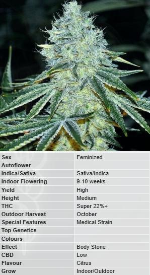 M.A.C.-Sensible Seeds-Premium Selection. Week 1 - Sensible Seeds - Seed Description 