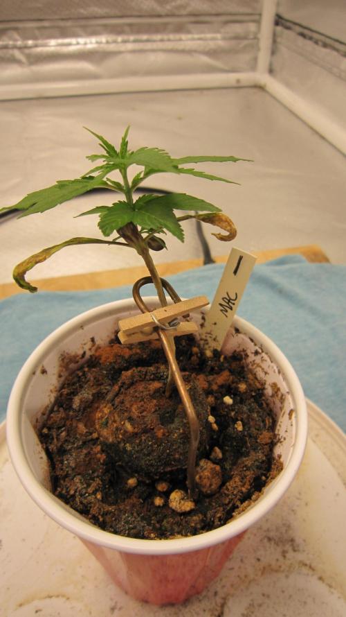 M.A.C.-Sensible Seeds-Premium Selection. Week 1 - 8 weeks from start..?.. The plant decides to put out the second set and grow