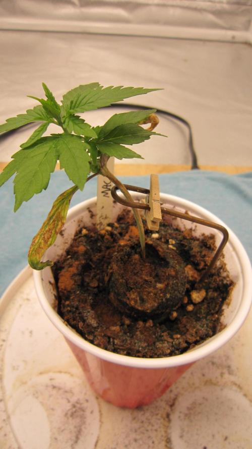 M.A.C.-Sensible Seeds-Premium Selection. Week 1 - Stretching for the light... I had to support it.