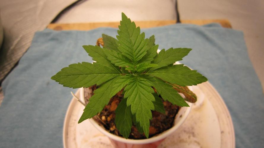 M.A.C.-Sensible Seeds-Premium Selection. Week 1 - Getting going now...
