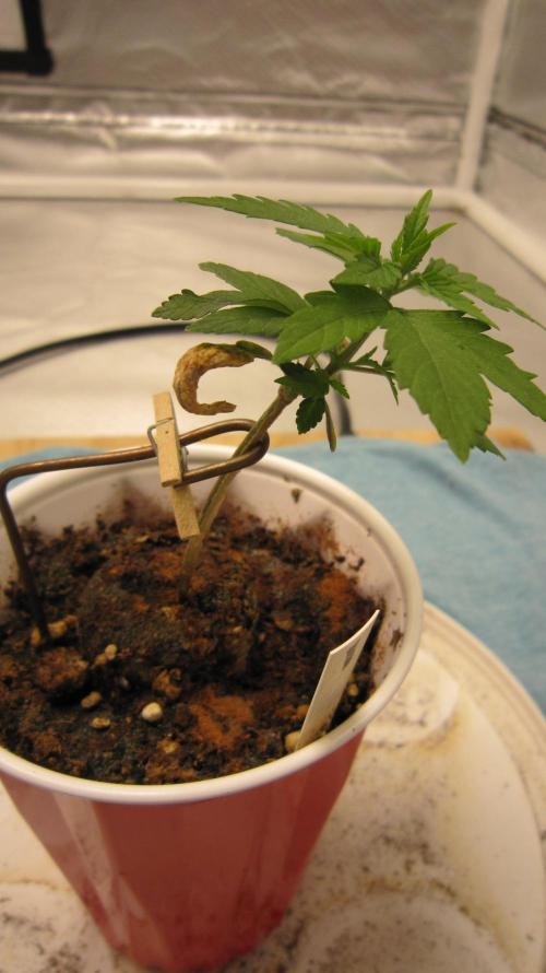 M.A.C.-Sensible Seeds-Premium Selection. Week 1 - Hand made, copper, stock holder. The little clothes' pin so it won't slip out.