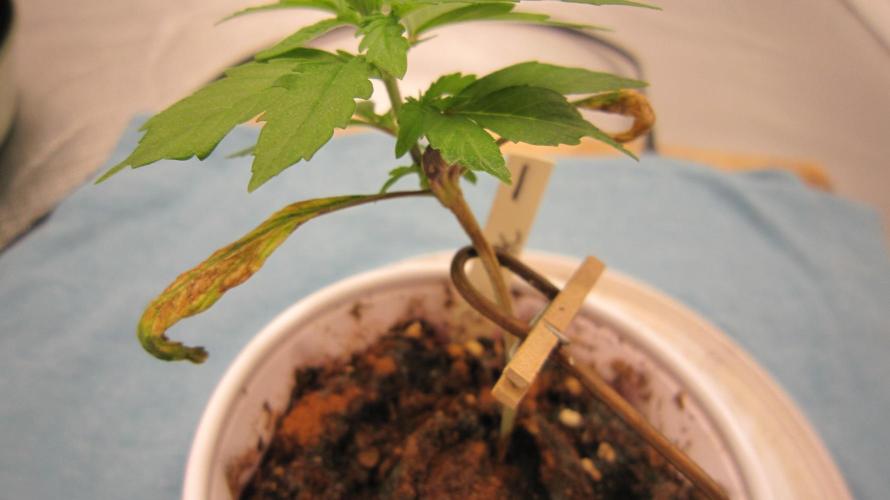 M.A.C.-Sensible Seeds-Premium Selection. Week 1 - The first set of leaves lasted just long enough to get it going/growing.