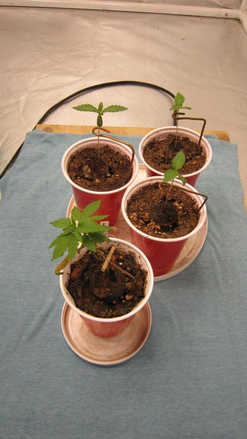 M.A.C.-Sensible Seeds-Premium Selection. Week 1 - Going to the green house when they're big enough, and the weather is warmer.