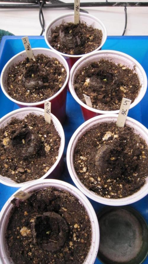 M.A.C.-Sensible Seeds-Premium Selection. Week 1 - Started 10 seeds about 8 weeks ago.
This seeds is #1 - at top