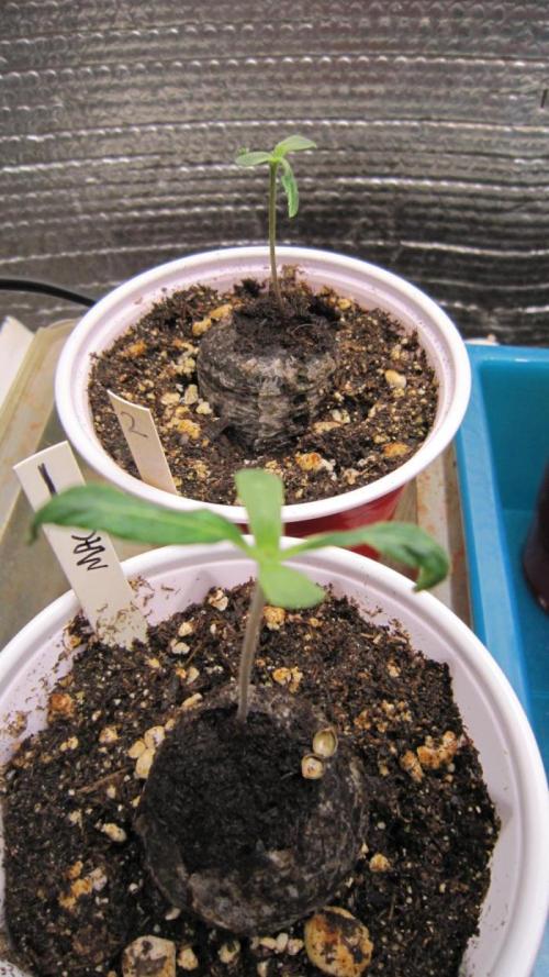M.A.C.-Sensible Seeds-Premium Selection. Week 1 - The next week... They all have no second leaves.