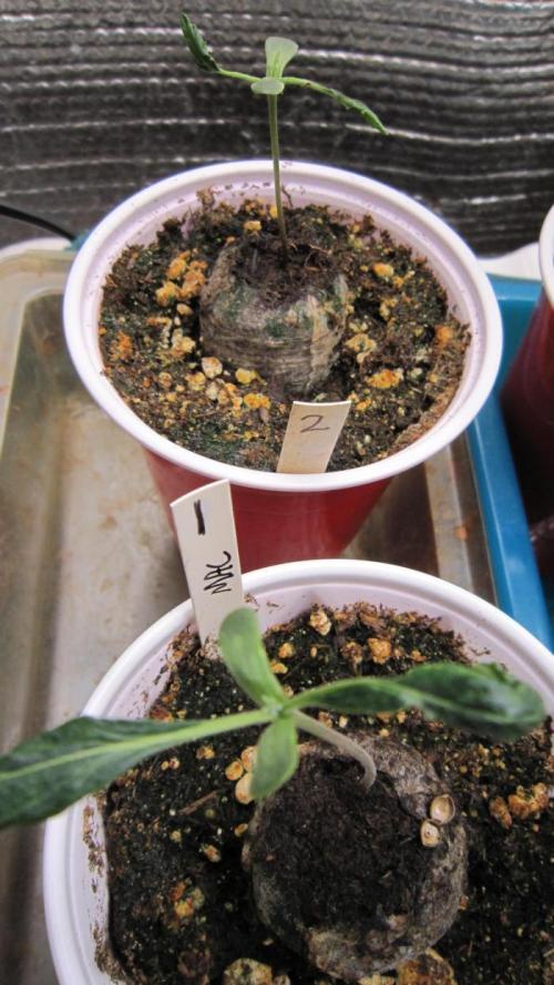 M.A.C.-Sensible Seeds-Premium Selection. Week 1 - The next week... #1 Still has no second leaves