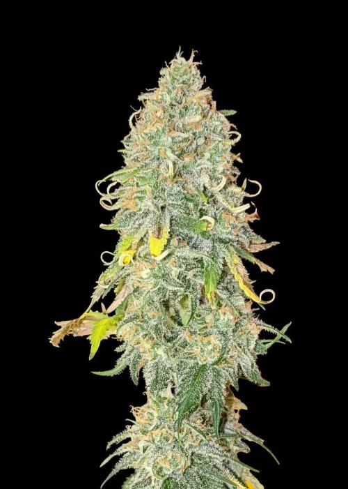 Gorilla Gelato - Ganja Seeds. Week 0 - Gorilla Gelato - Ganja Farmer - From their web site