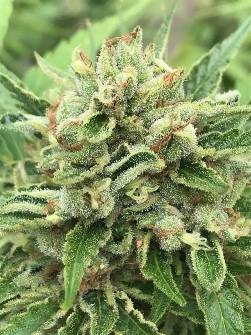 Gorilla Gelato - Ganja Seeds. Week 0 - Ganja Farmer Pic.