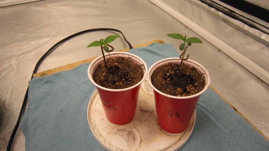 Gorilla Gelato - Ganja Seeds. Week 0 - Here they are.