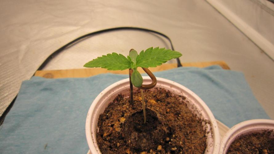 Gorilla Gelato - Ganja Seeds. Week 0 - Plant #1