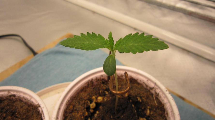 Gorilla Gelato - Ganja Seeds. Week 0 - Plant #2