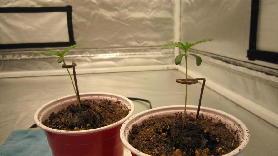 Gorilla Gelato - Ganja Seeds. Week 0 - Group Shot.