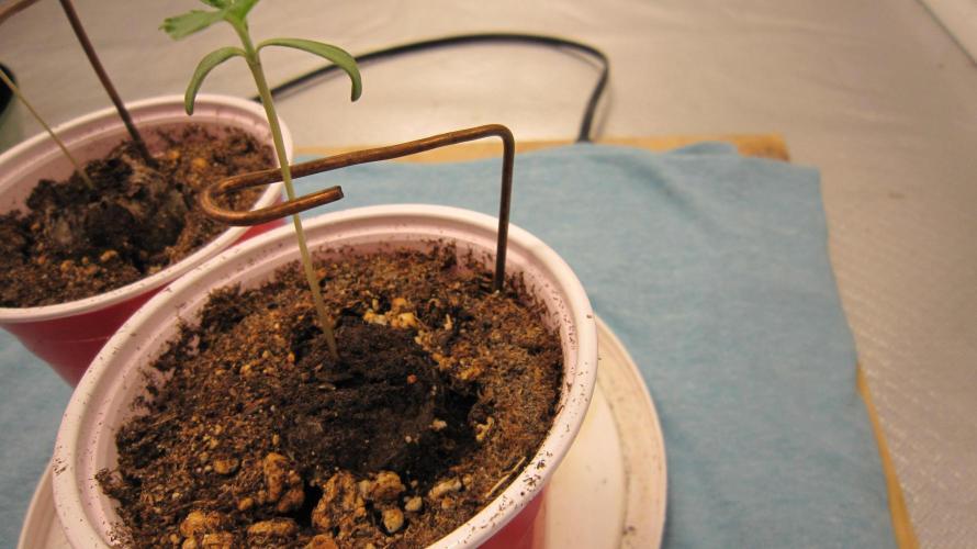 Gorilla Gelato - Ganja Seeds. Week 0 - Hand made copper stock holders