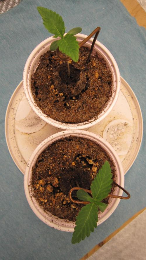 Gorilla Gelato - Ganja Seeds. Week 0 - From the top. Good looking first leaves.